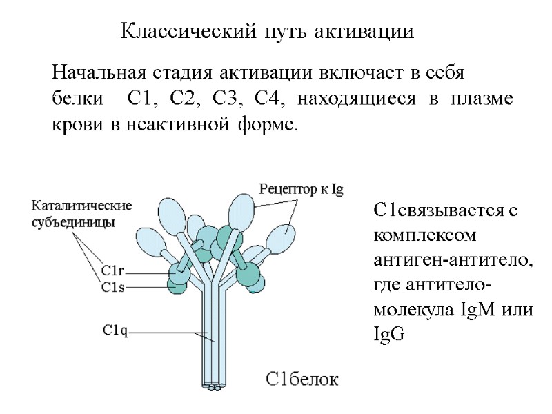 Начальная стадия активации включает в себя белки  С1, С2, С3, С4, находящиеся в